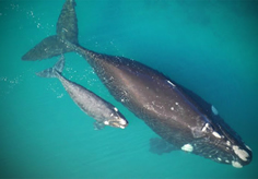 southern_right_whale_and_baby2-copy